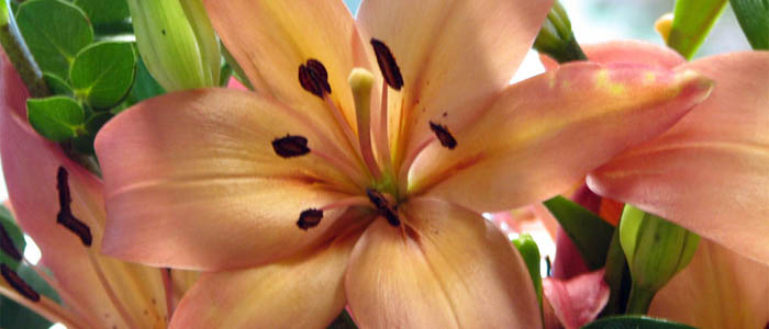 Picture of a pink lily
